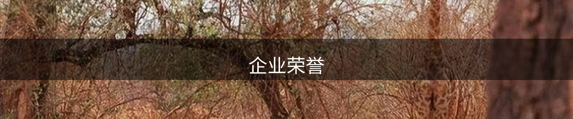 企业荣誉